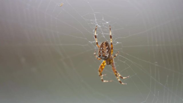 Great Beautiful Spider Garden cross spider, Araneus diadematus, waiting in its web