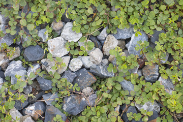 Gravel stone with unwanted flora texture background