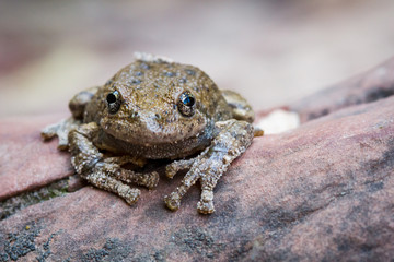 Frog in Zion