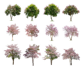 Collection of trees isolated on white background high resolution for graphic decoration, suitable for both web and print media