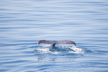 Obraz premium Humpback whale fluke