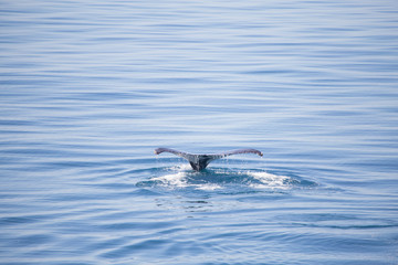 Fototapeta premium Humpback whale fluke