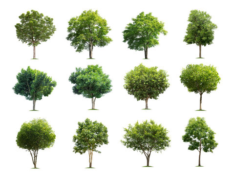 Collection of trees isolated on white background high resolution for graphic decoration, suitable for both web and print media