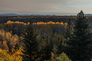 Sunrise over fall colors in Lee Vining Canyon in California. Pine trees and aspen are coming to...