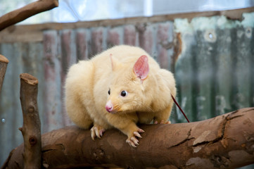 Common Brushtail Possum