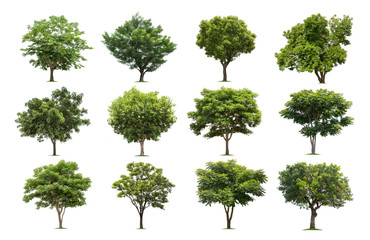 Collection of trees isolated on white background high resolution for graphic decoration, suitable for both web and print media