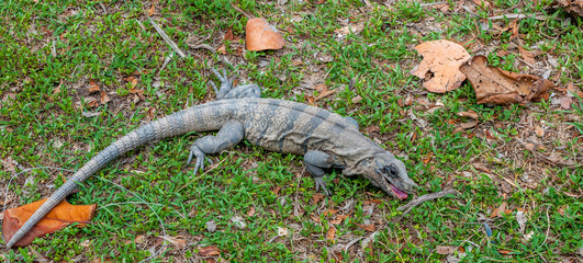 Large Lizard Eating Fruit, Yucatan, Mexico
