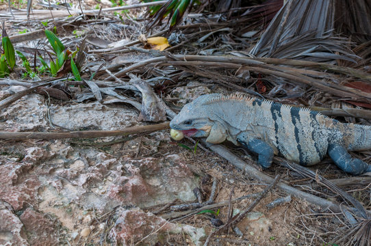Large Lizard Eating Fruit, Yucatan, Mexico