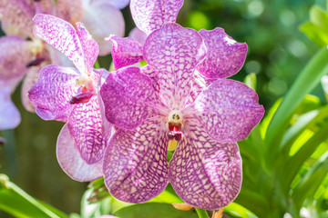 Beautiful purple orchid, Vanda.