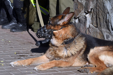 German Shepherd Dog of Ukrainian Nazional Guard in downtown during protests near Ukrainian...