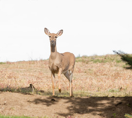 Curious Whitetail doe