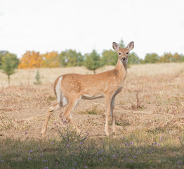 Closeup of a Whitetail fawn about to lose its spots and aquiring a winter coat