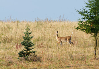 Whitetail deer (odocoilus viginianus)