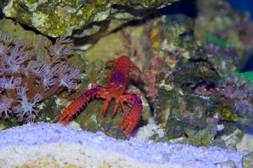 Daum's Reef Lobster, Enoplometopus daumi