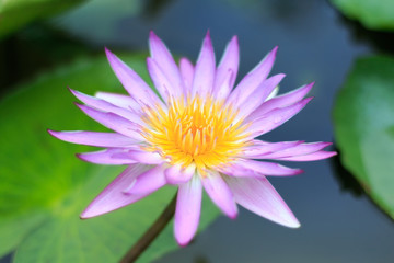 Close-up lotus flower,Beautiful lotus flower Blurred or blur soft focus