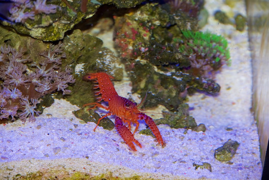 Daum's Reef Lobster, Enoplometopus daumi