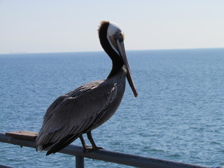 Brown Pelican on a barrier with ocean in background