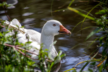 Gans müde