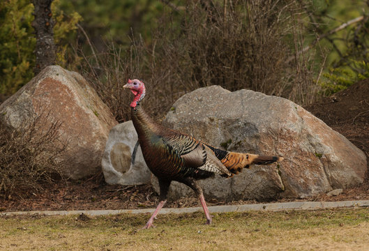 Male Wild turkey (Meleagris gallopavo)