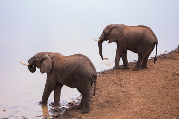 Fototapeta na wymiar elephants in Aberdare National Park in Kenya Africa