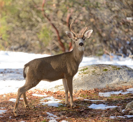Young Black-tailed buck in the winter