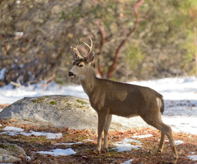 young Black-tailed buck in the winter
