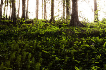 Forest floor vegetation illuminated by sunlight