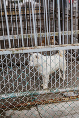 White Shiba dog in the cage near Shiraoi Ainu Village Museum in Hokkaido, Japan.
