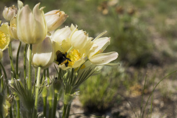 Obraz na płótnie Canvas Bumblebee sitting on a flower.