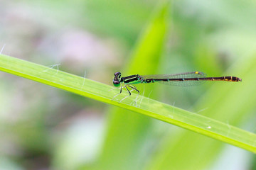 Small green dragonfly with blur background, Beautiful dragonfly macro, Close-up dragonfly