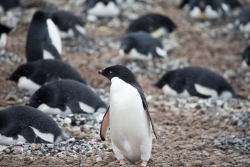 Adelie Penguin inside a colony