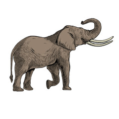 Obraz premium Hand drawn African elephants with black line art