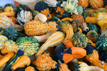 pile of gourd in autumn harvest season