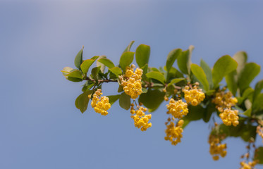 branch of barberry