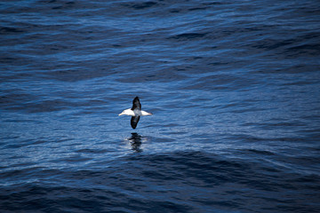 A black browed albatross in the air