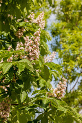 branches of blossoming chestnut