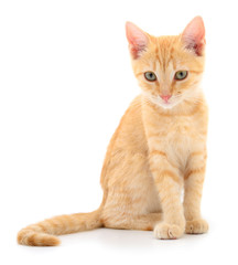 Kitten on white background.