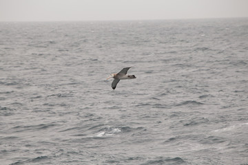 Naklejka premium A wandering Albatross