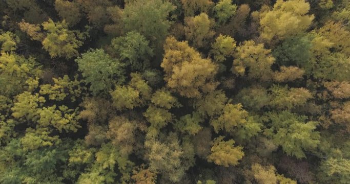 Aerial top view forward flight over autumn trees in forest in october