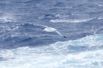 Fototapeta premium A wandering Albatross at sea