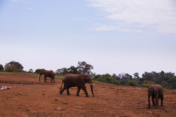 landscape Aberdare National Park in Kenya Africa