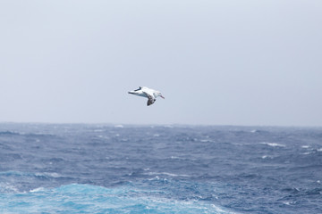 Fototapeta na wymiar A wandering Albatross at sea