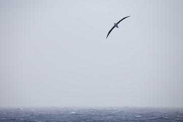 A wandering Albatross at sea