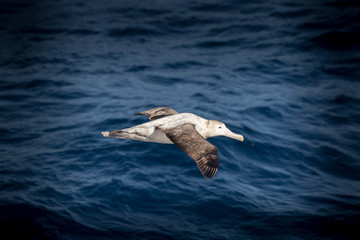 A wandering Albatross at sea