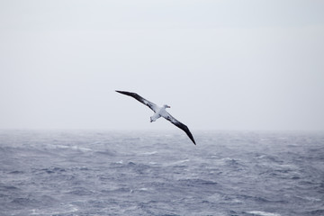 A wandering Albatross at sea