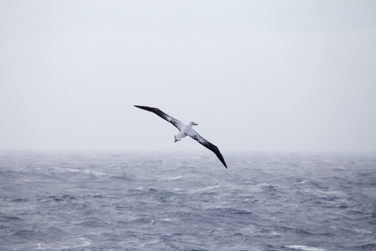 A Wandering Albatross At Sea