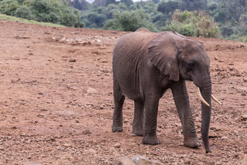 Fototapeta na wymiar elephant in Aberdare National Park, Kenya