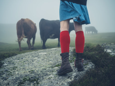 Woman in red socks hiking by cows