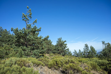 Padded brushwood (Cytisus oromediterraneus and Juniperus communis) and Scots Pine forest (Pinus sylvestris) in Guadarrama Mountains National Park, Spain