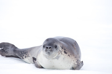 Crabeater Seal, Antarctica
